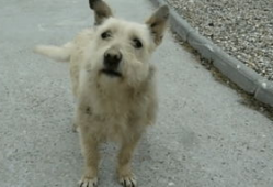 狗配人视频,温馨治愈的配对瞬间